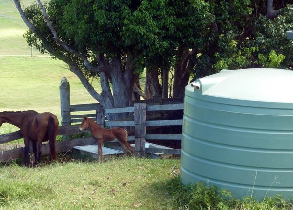 5000 gallon 9000 litre rainwater tank in paddock with horse and foal